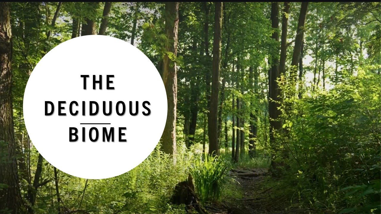 Explore the Stunning Seasons of North America's Temperate Deciduous Forest! [6 of 9 Biomes]