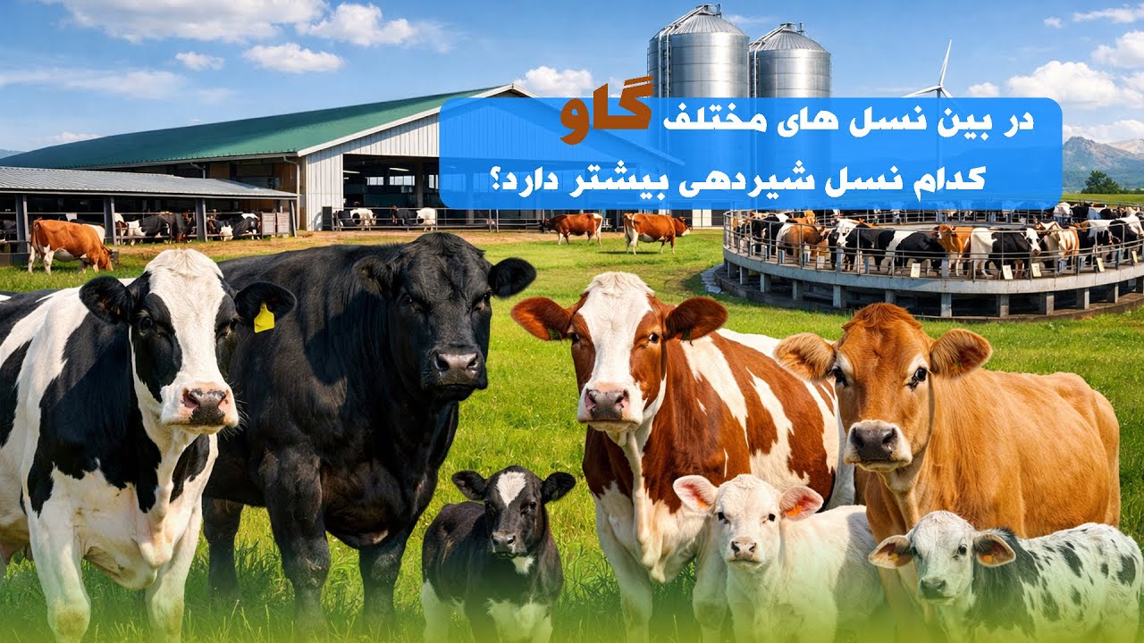 گزارش ویژه از فارم گاو داری که بیشتر از سه نسل متفاوت در آن است