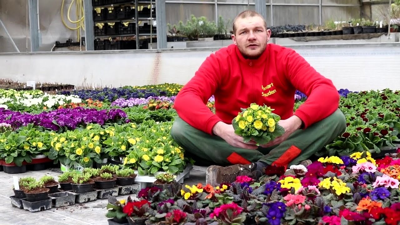 Gartentipps März 2020 - Gärtnerei Klenart-Stauden Erfurt