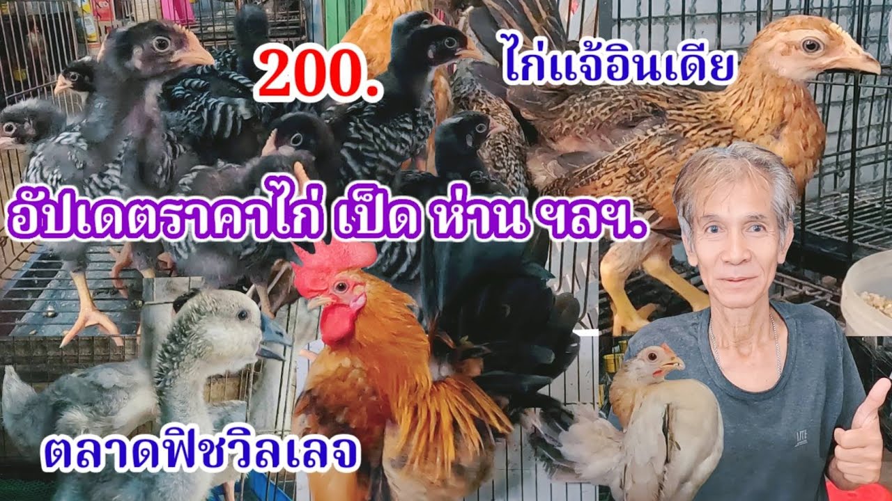 อัปเดตราคาไก่ เป็ด ห่าน ไก่ฟ้า ฯลฯ ร้านกิตติพันธ์ ฟาร์ม ตลาดฟิชวิลเลจ จ.ราชบุรี จัดส่งได้