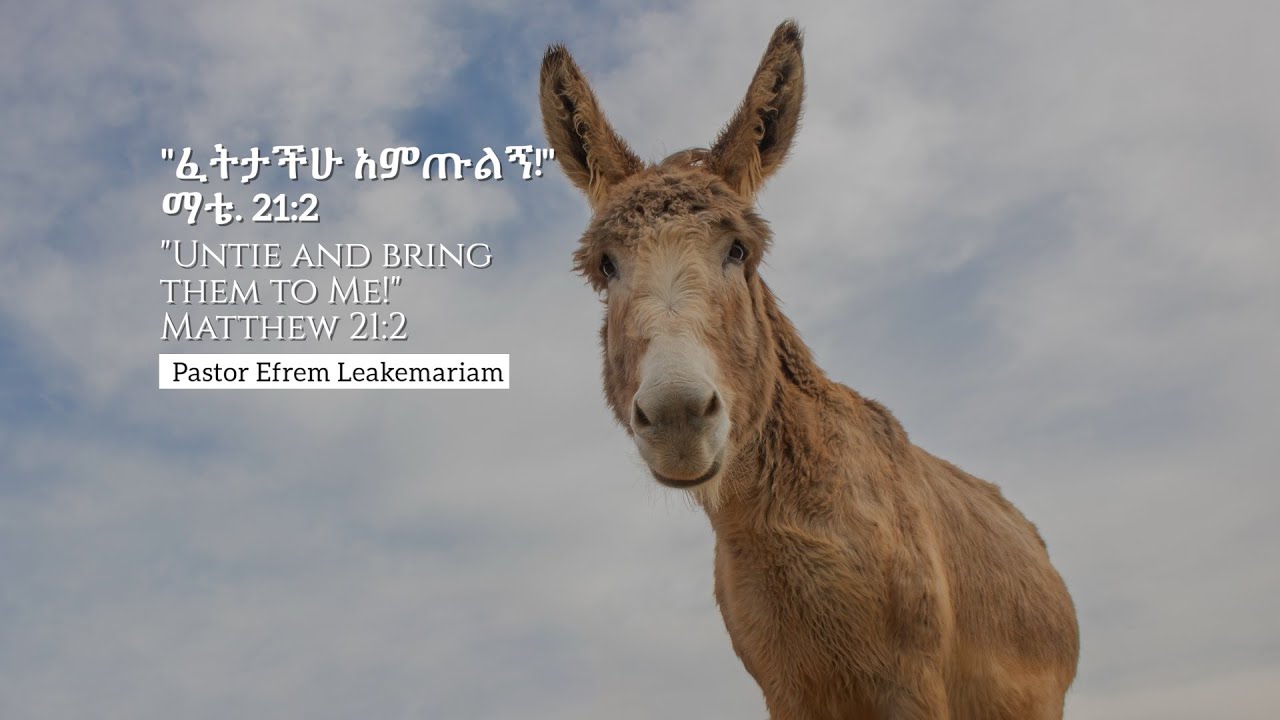 “ፈትታችሁ አምጡልኝ! untie and bring them to Me! ማቴ. 21:2/Matthew 21:2” | Rev Dr. Efrem Leakemariam