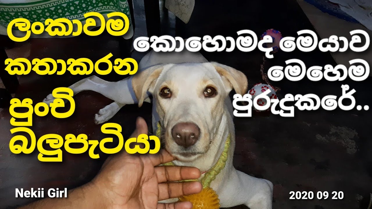 නෙකීබබාව පුරුදුකරන විදිය ..||Nekii Girl's training ..|| Nekii Girl