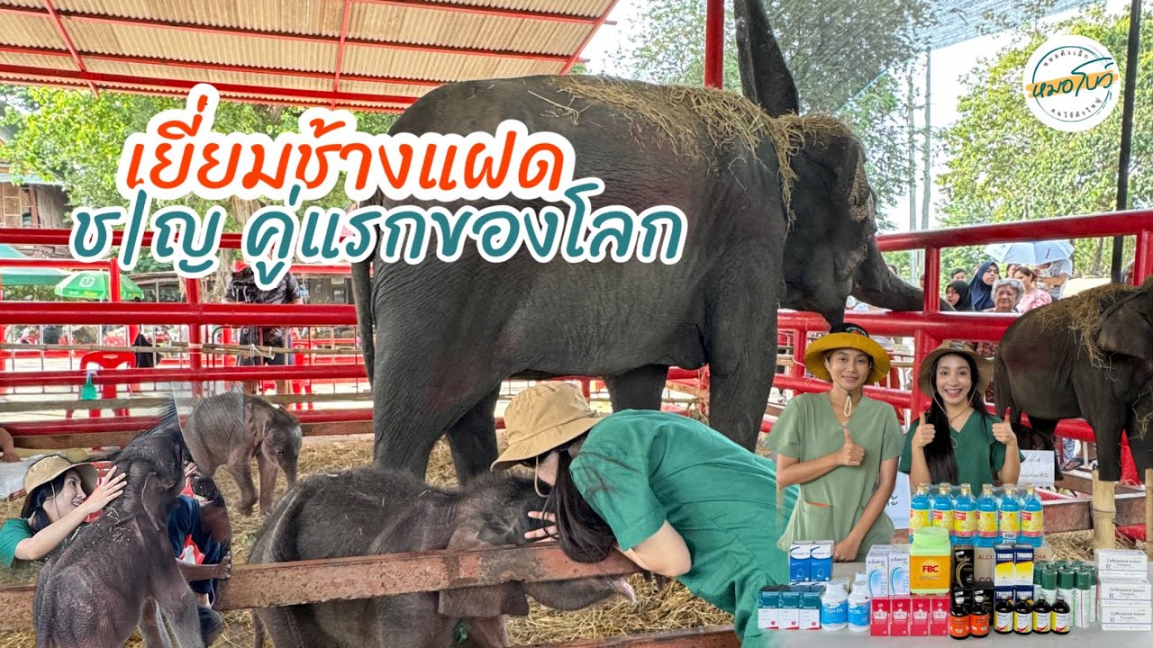 เยี่ยมน้องช้างแฝด ชาย/หญิง คู่แรกของโลก!! ที่เพนียดคล้องช้าง จ.อยุธยา
