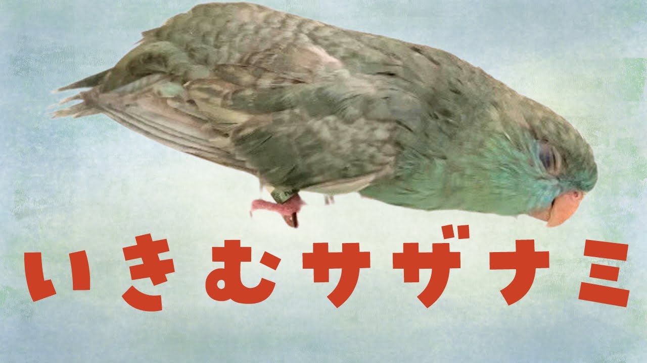 【卵詰まり】いきむなすびちゃん〜発情抑制5つのポイント〜