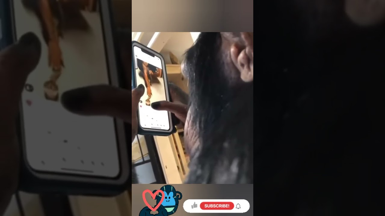 SMART Chimp swipes through photos on Instagram || a Monkey using Instagram || Technical Billa