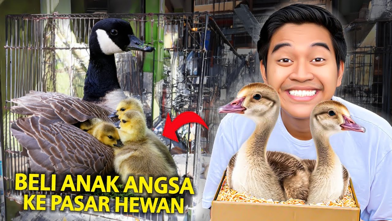 BELI ANAK ANGSA JINAK DI PASAR HEWAN TERBESAR BANDUNG!