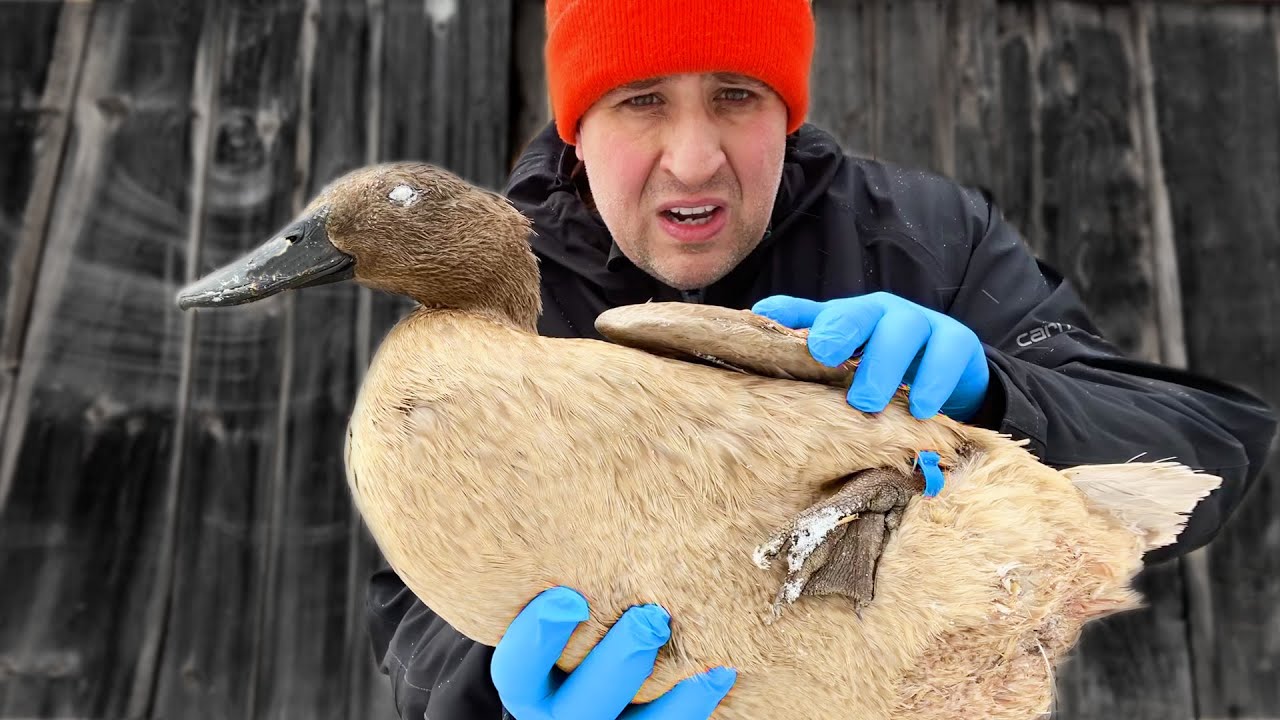 How a Balloon Killed My Duck