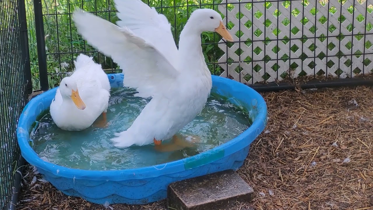 SPRING at Gentle Souls Animal Sanctuary Florida Narrated Tour/Behind the scenes look