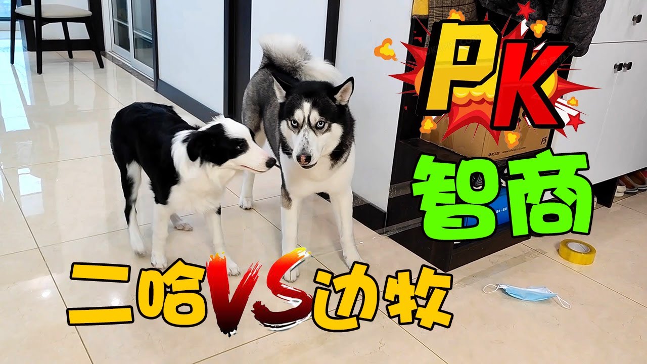 二哈和邊牧的智商差距到底有多大？不比不知道，一比嚇一跳【马桶的逗比狗生】