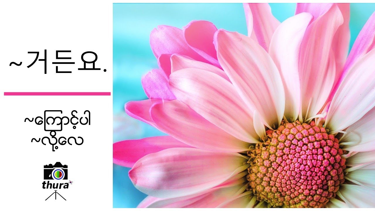 ( Day 104 ) ~거든요. = ~ကြောင့်ပါ / ~လို့လေ