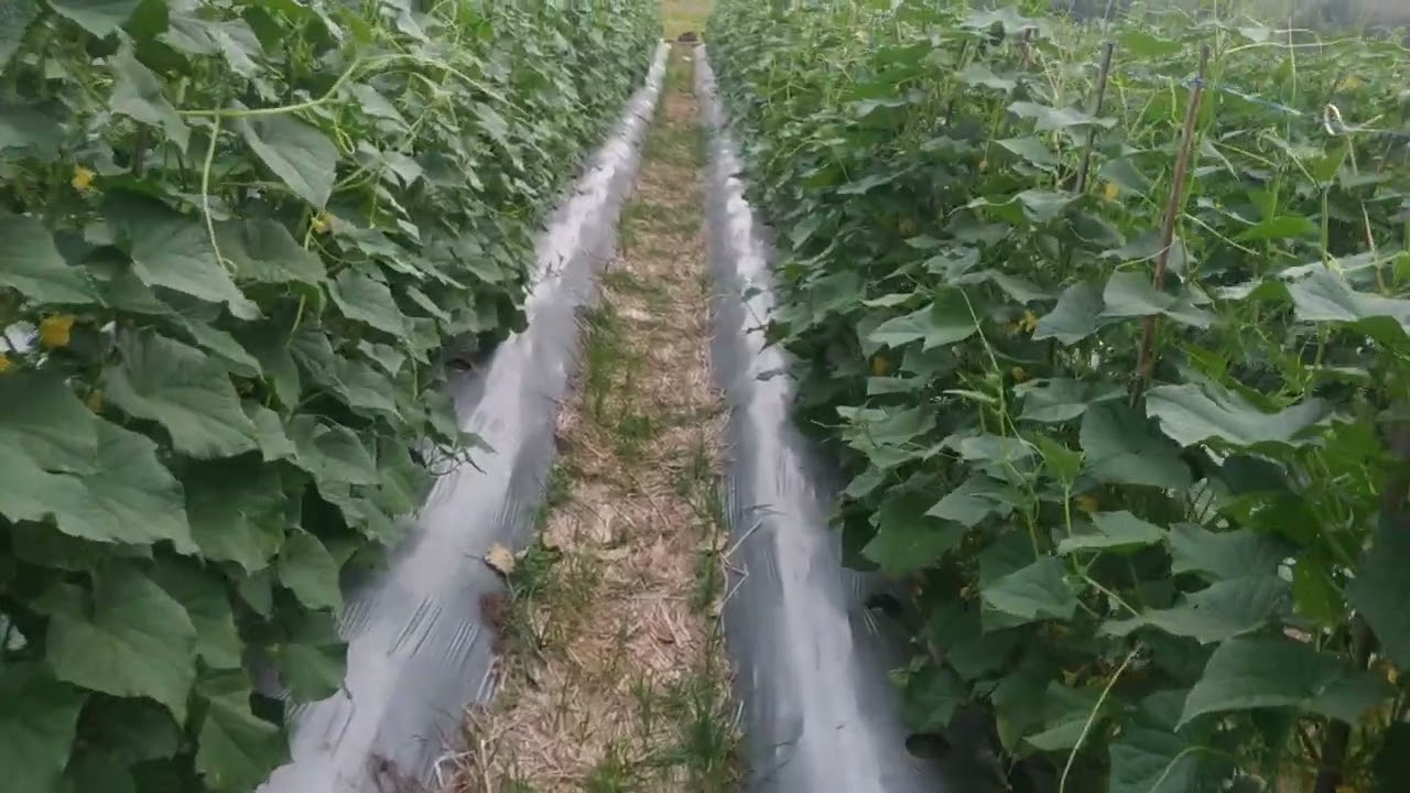 timun semi f1 36hst tanpa toping tanpa potong tunas air #timun #pertanian #pruning