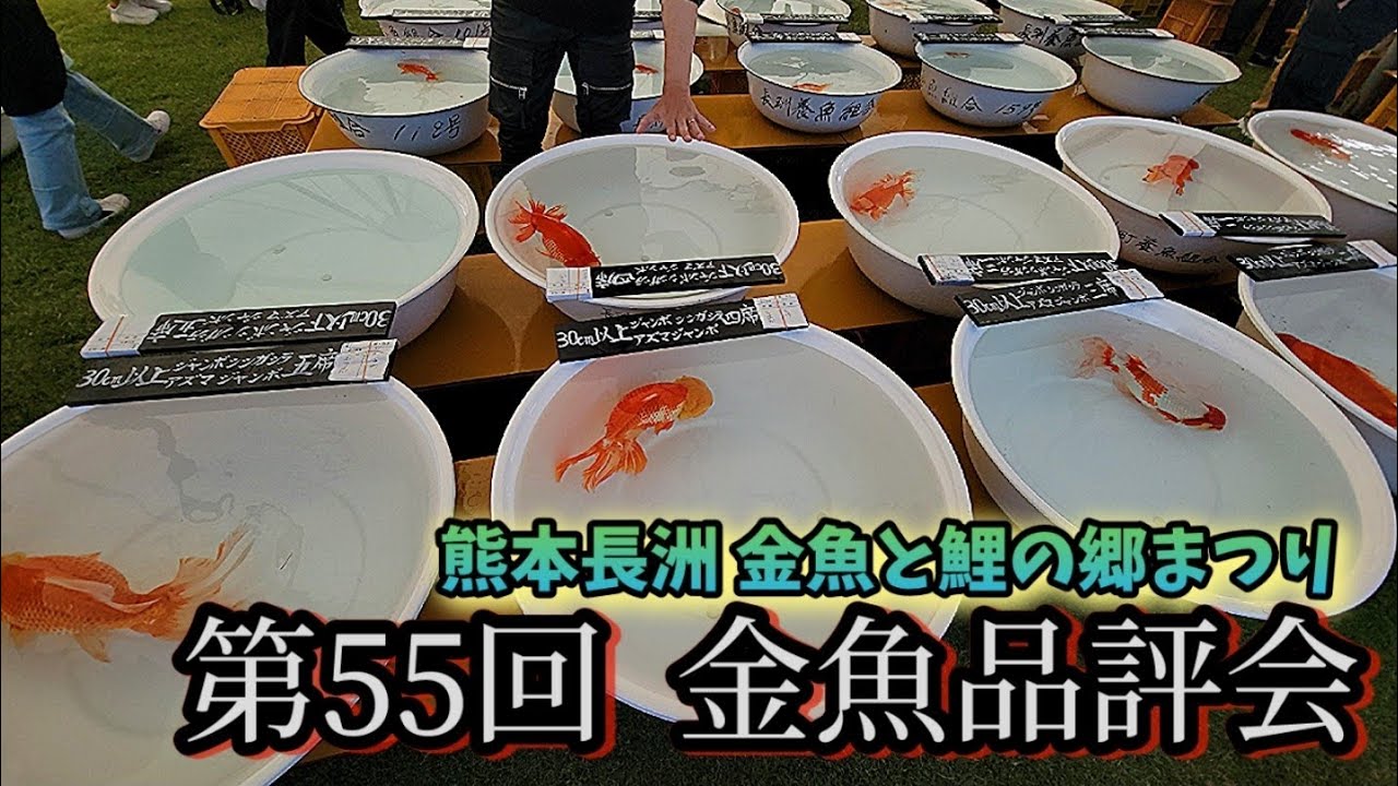 金魚品評会‼️‼️熊本の金魚と鯉の郷で開催された金魚品評会‼️‼️見たことない金魚ばかりに出逢ってしまい興奮の連続撮影でしたww