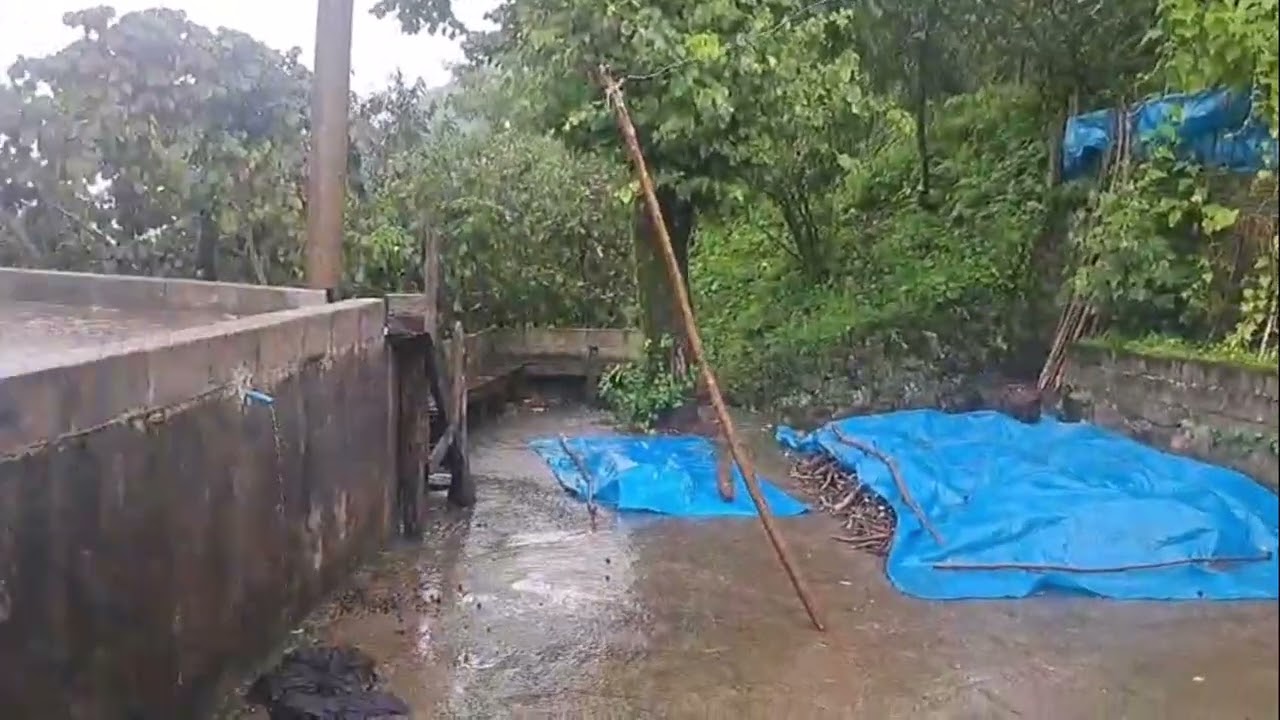 Yağmur Sonrası Tavuklara Yeşillik Ziyafeti 🌧️🥬🐔