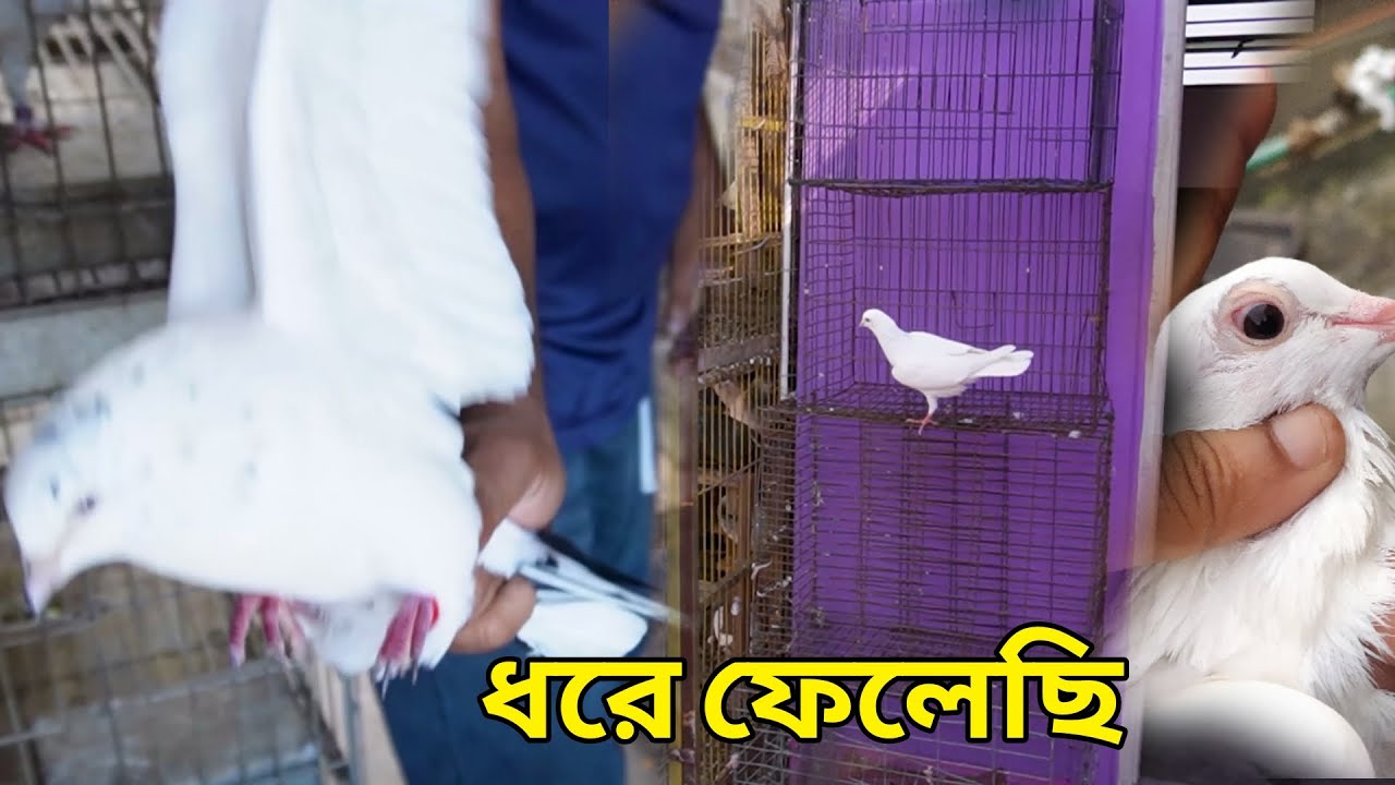 মানুষের কবুতর ছেড়ে দিতে গিয়ে নিজেই বিপদে পড়ে গেছি