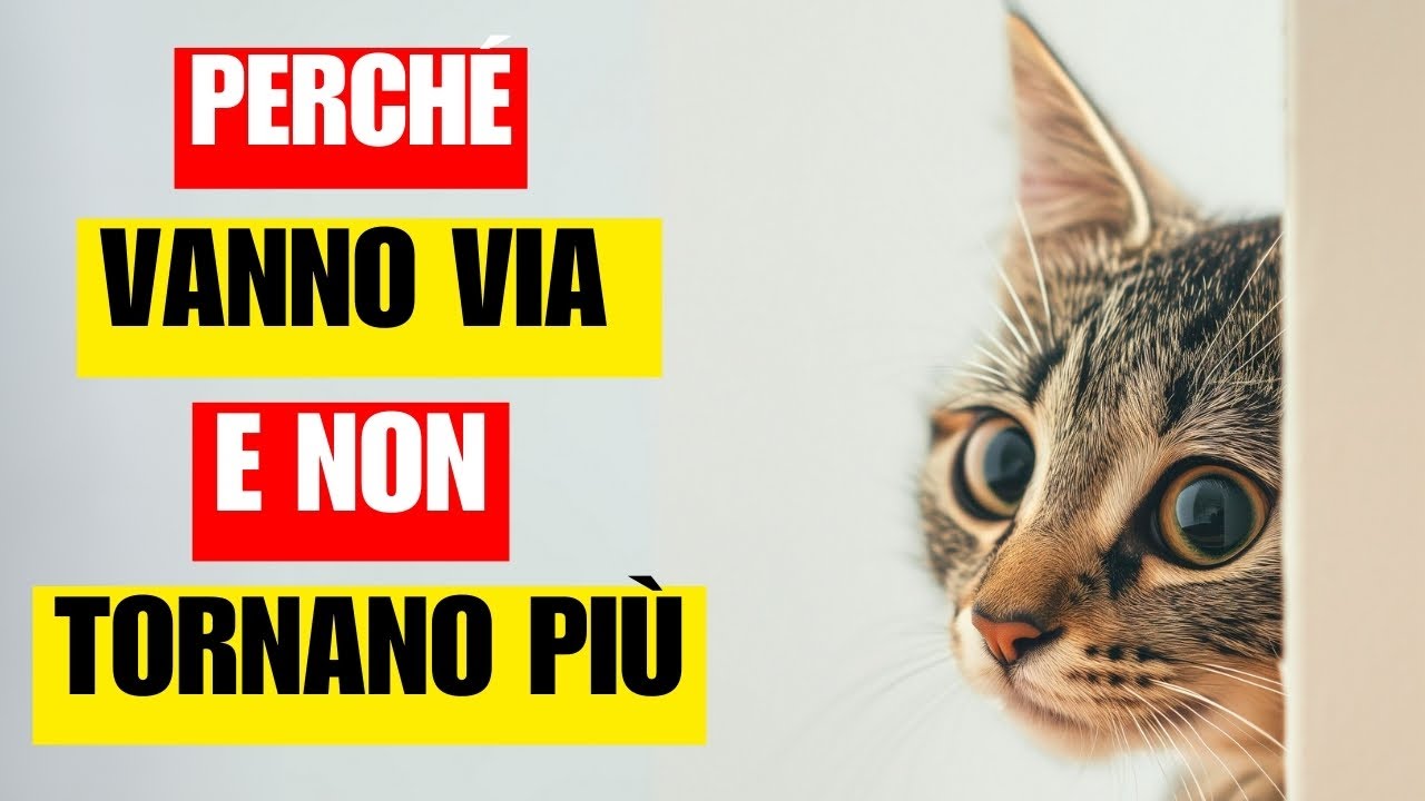 Perch&eacute; i gatti se ne vanno di casa e non tronano pi&ugrave;? | Riescono a ritrovare la strada di casa?