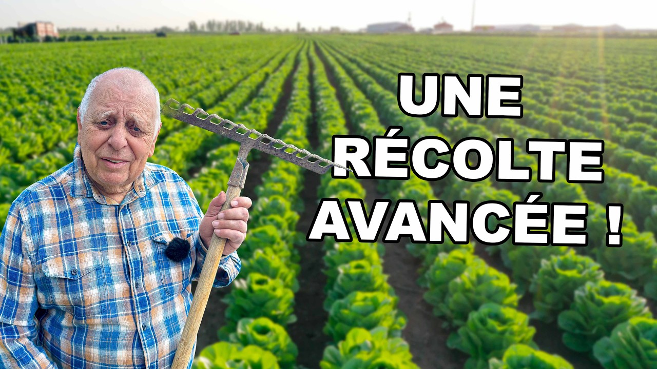 Je récolte avant tout le monde grâce à cette technique 🥬