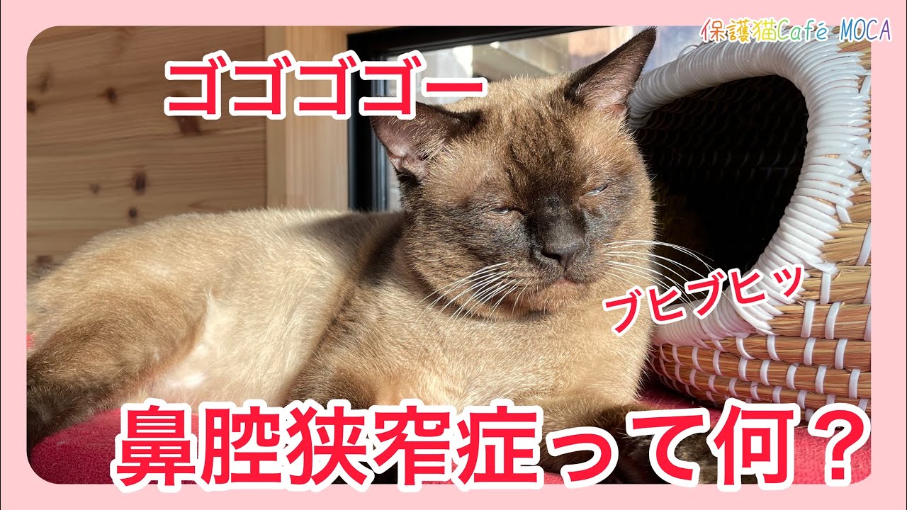 ブヒブヒッ、ゴゴゴーゴー。どうしたん？何？ガリガリで保護したアーク。どうやら鼻腔狭窄症らしいのです。