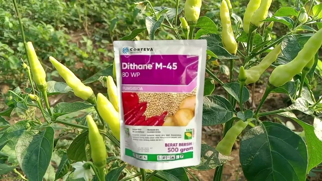 FUNGISIDA DITHANE-45 UNTUK TANAMAN CABE#petanicakep #fungisida #dithane-45