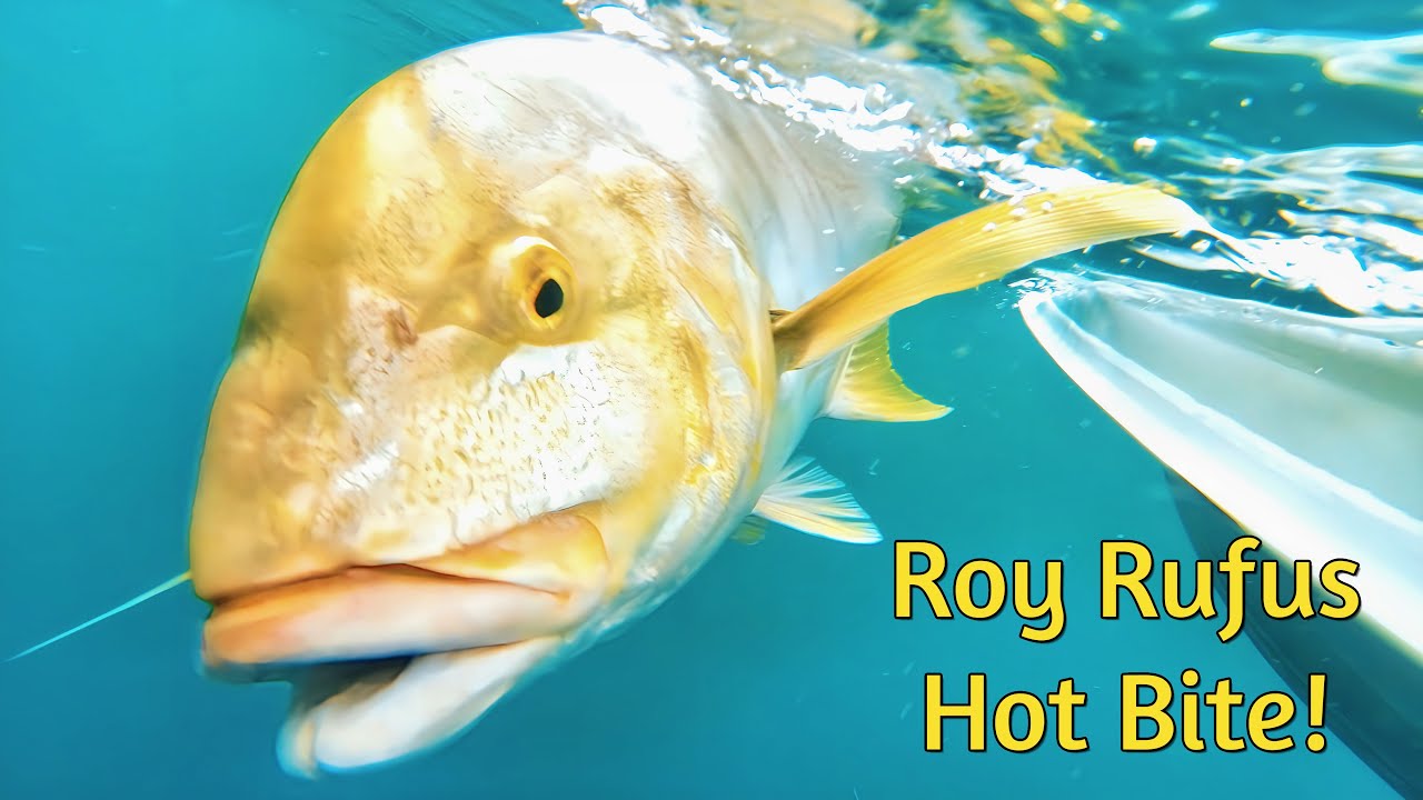 🐟 Drift Fishing Roy Rufus Artificial Reef – Hervey Bay Hotspot
