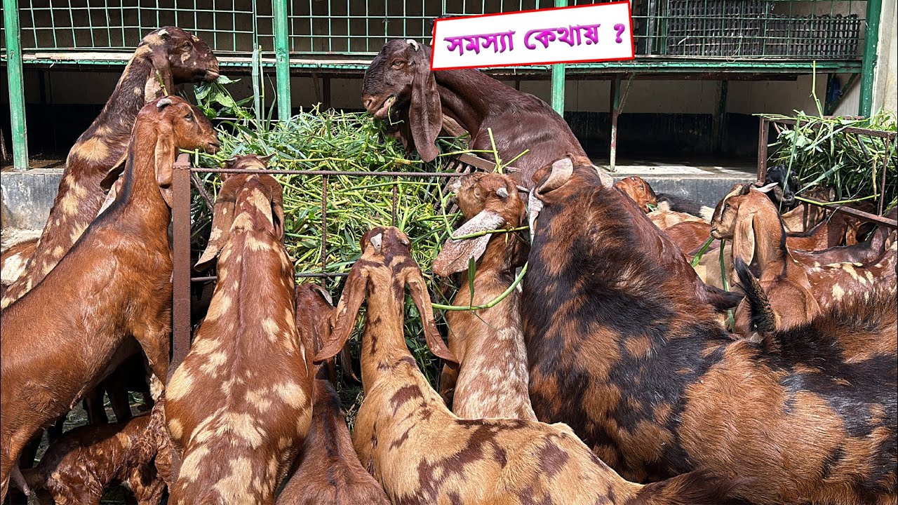 ছাগলের বাচ্চা টিকছেনা কারনটা কি ? || Shokher Khamar