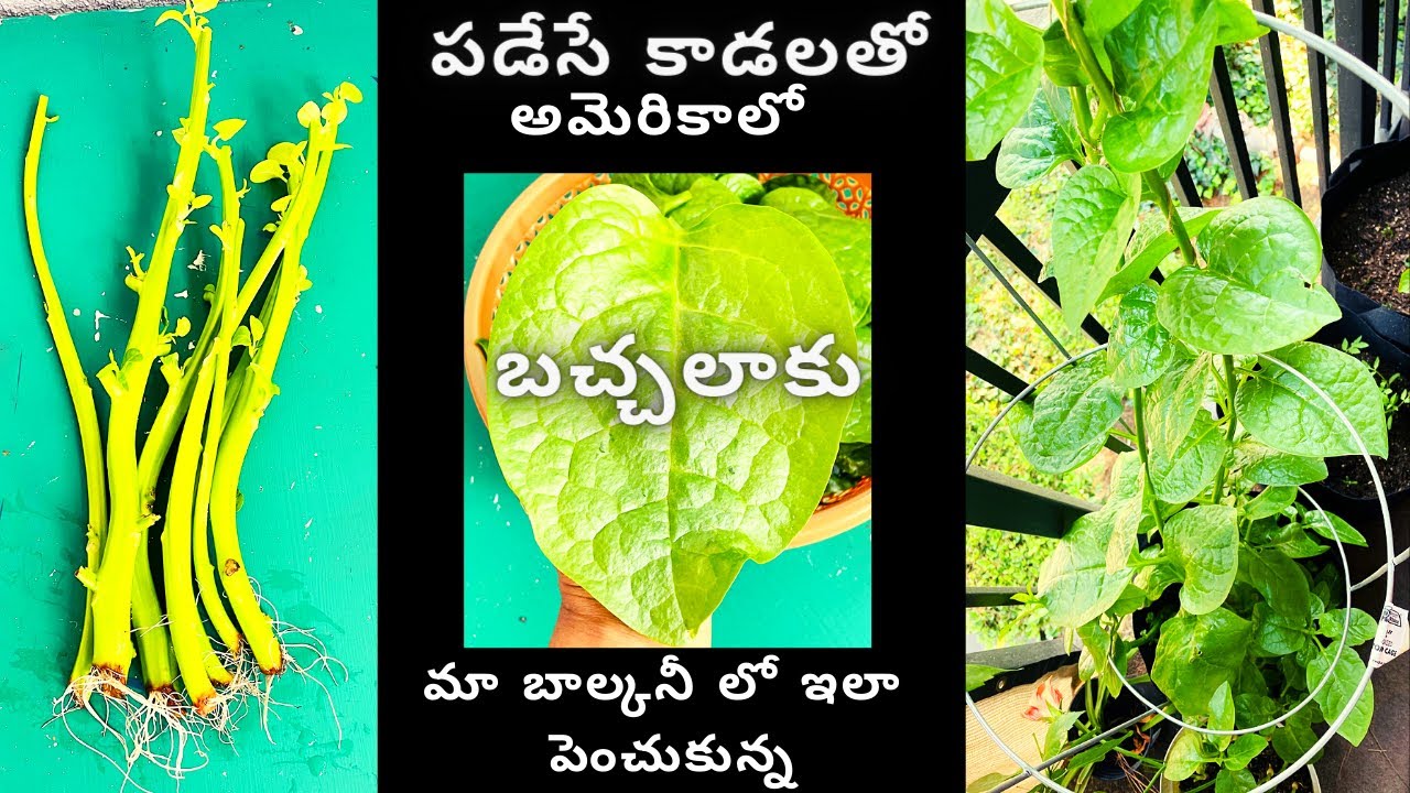 How to Grow Malabar Spinach at home | Grow Malabar spinach with stem cuttings | Grow No Cost Food