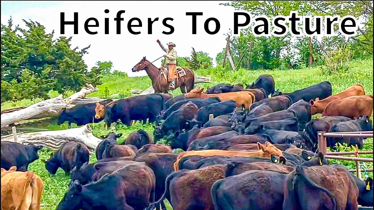 Preparing Heifers For Breeding Season