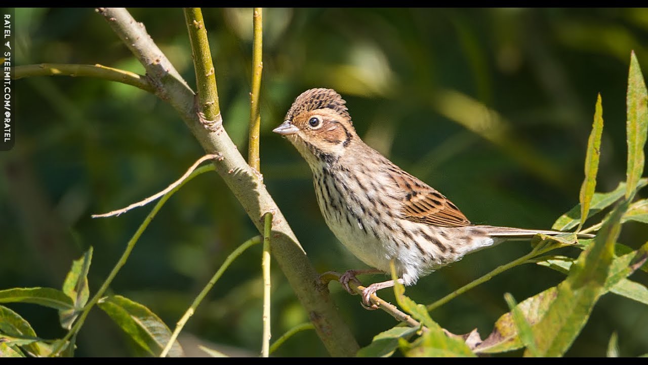 Овсянка-крошка (Emberiza pusilla)