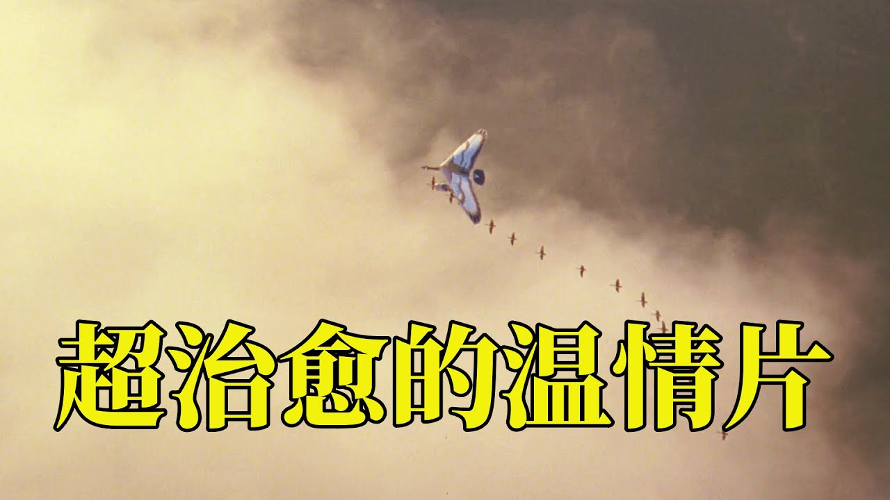 13岁女孩孵化了16只大雁，父女俩开飞机带着大雁迁徙，高分父爱电影，19分钟看完1996年家庭冒险电影《伴你高飞》