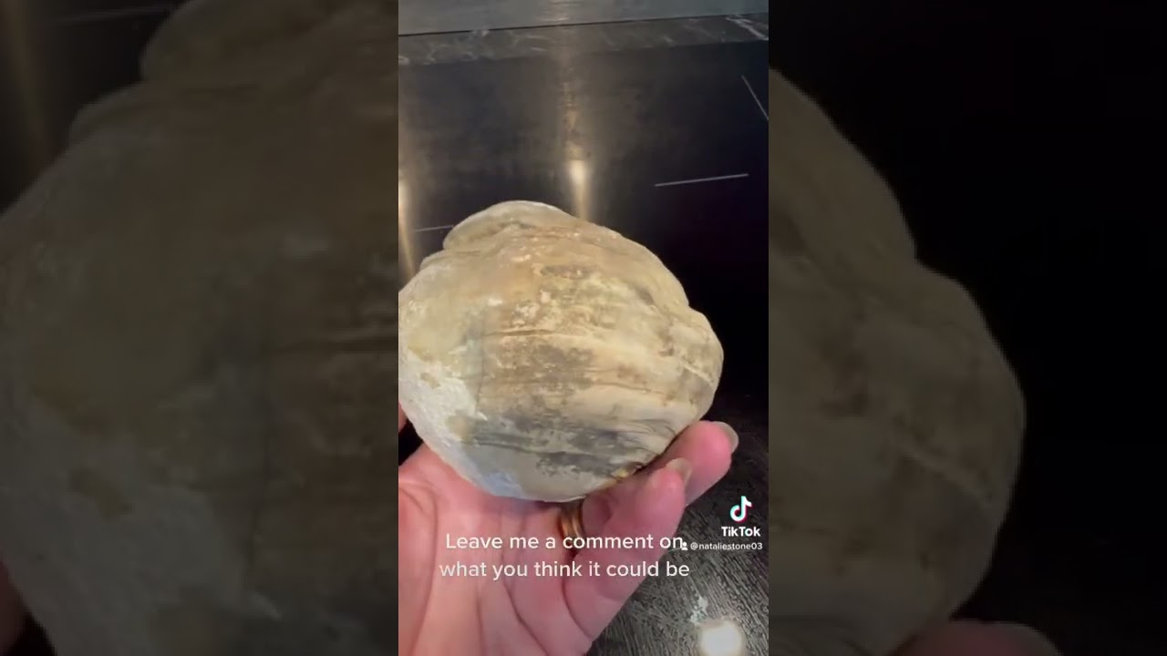 Dinosaur Poop or Concretion!? Thoughts? #fossicking #coprolite #fossils #fossil