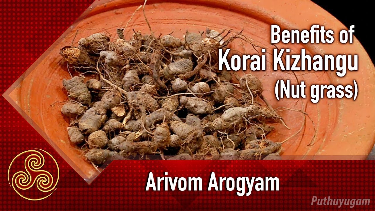ஞாபக சக்தி பெருக உதவும் கோரைக்கிழங்கு! | Benefits Of Korai Kizhangu | Arivom Arogyam | 22/08/2018