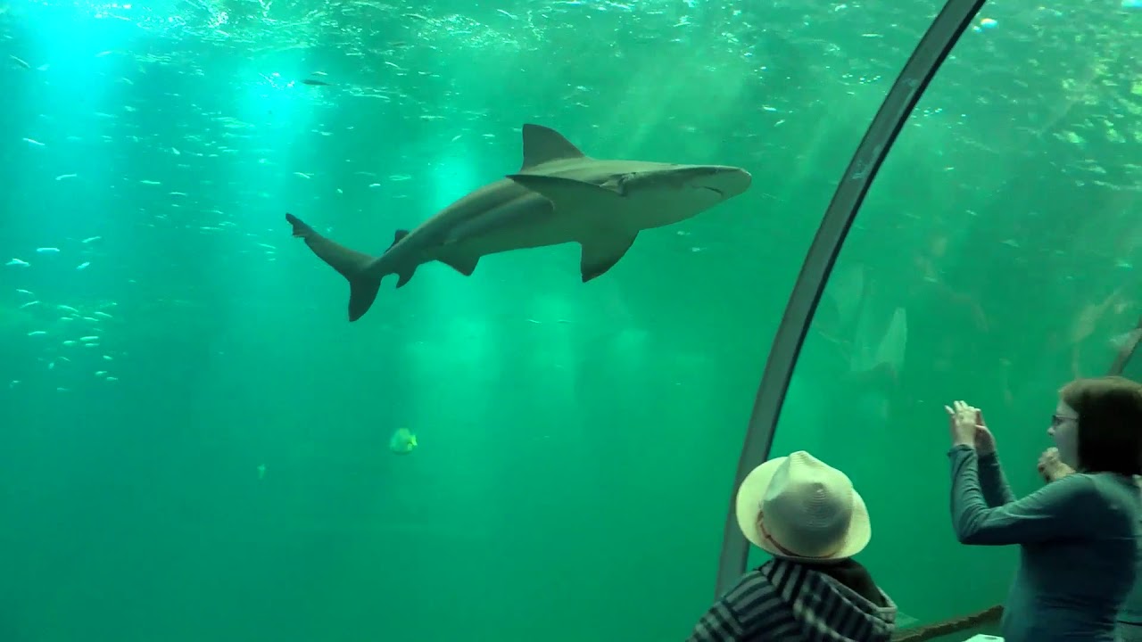 Reportage : Nausicaa