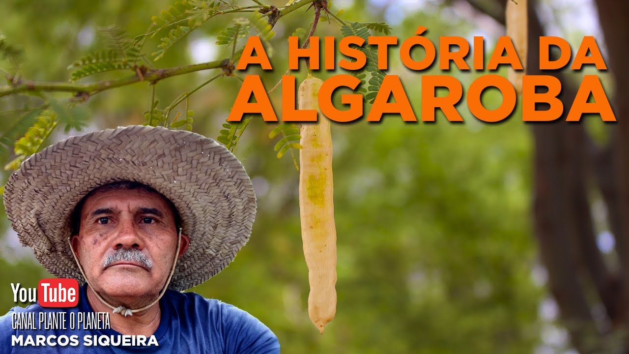 A Historia da Algaroba