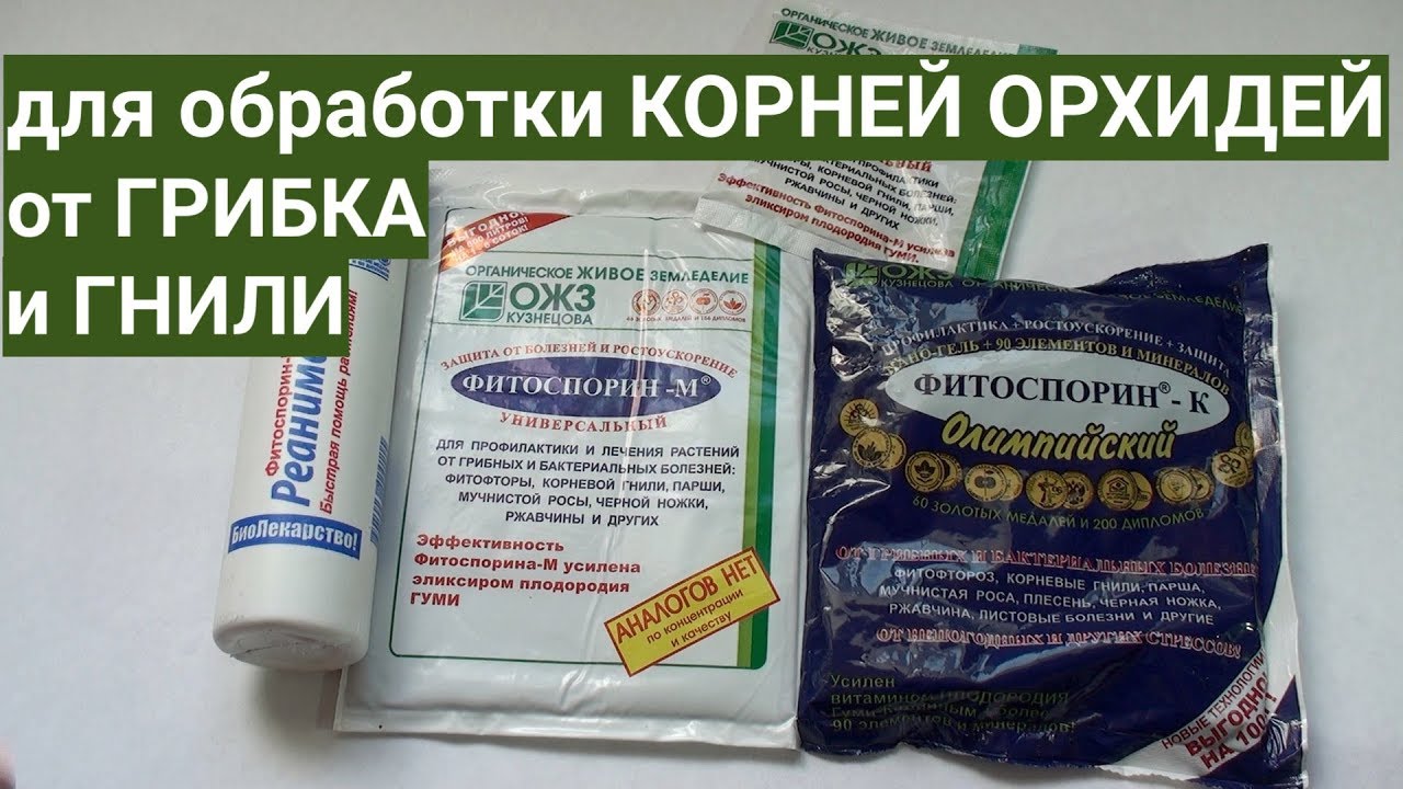 для корней ОРХИДЕЙ от ГРИБКА и ГНИЛИ ФИТОСПОРИН какой и как применять