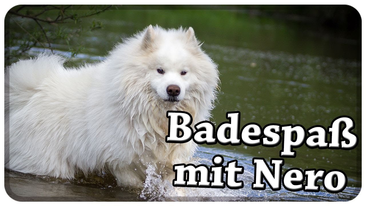 Badespaß mit Nero! Schwimmen und spielen im Wasser mit Hund! Hund ans Wasser gewöhnen! Tipps!!