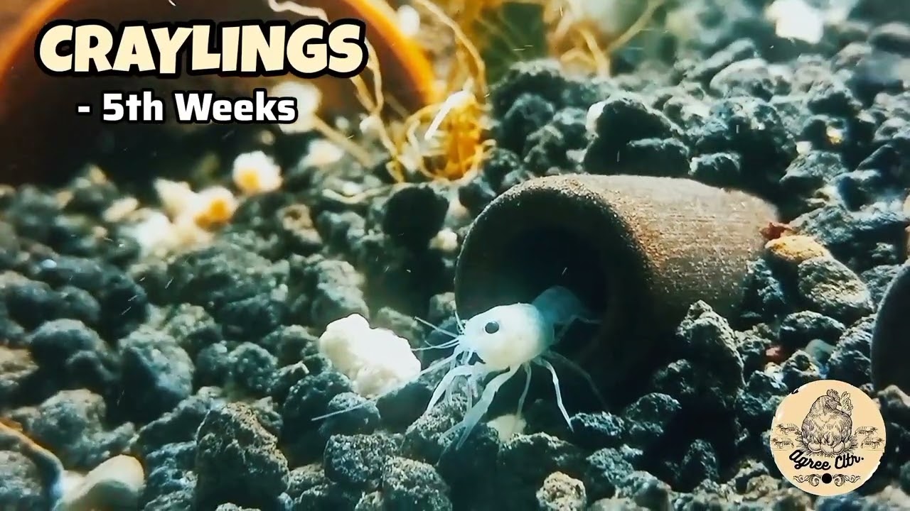 Craylings - 5th Weeks (Guppy for Food) | #crayfish_farm #crayfishaustralian #crayfish #aquaculture
