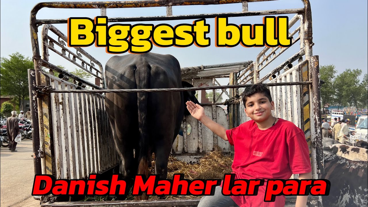 Biggest bull lay liya Bakra Eid 2025 most expensive bull / danish maher lar para / bull unloading