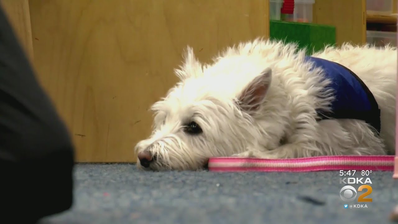 How to know if your dog is depressed