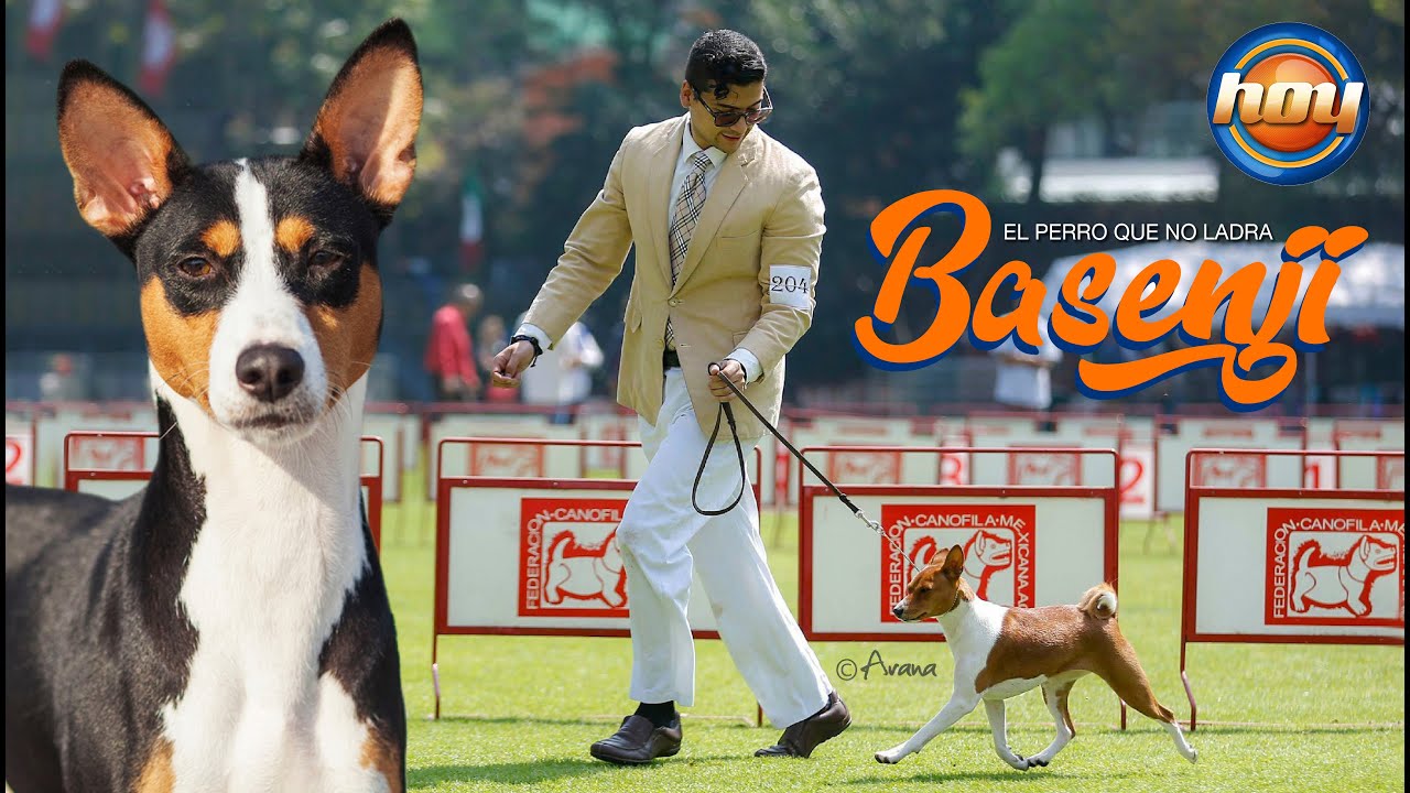 BASENJI I EL PERRO QUE NO LADRA I PROGRAMA HOY