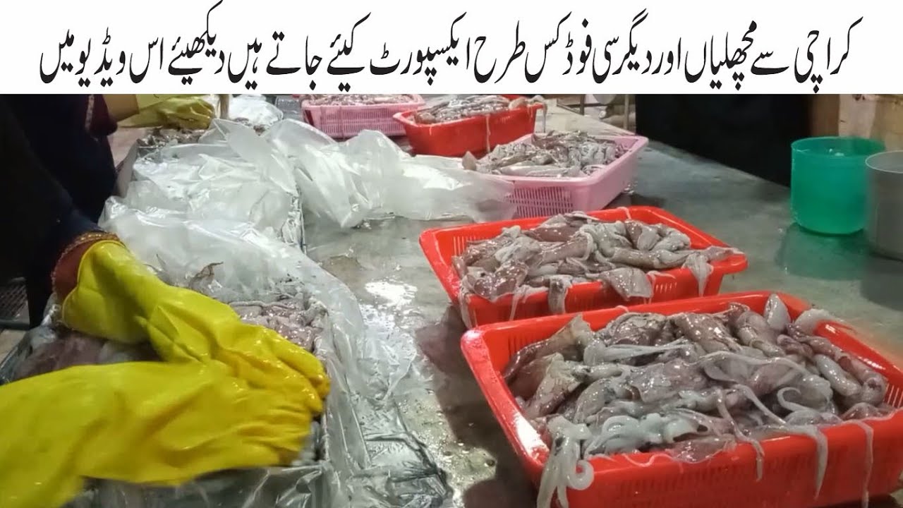 Fishes & Other Seafood Export Karachi to other Countries | Seafood Factory | Karachi Fish Harbor