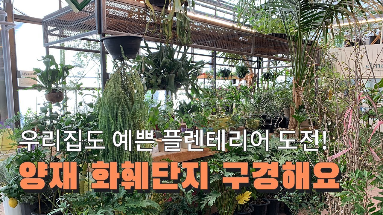 [치치의꽃시장투어] 양재화훼단지 파헤치고 추천 매장도 함께 가봐요