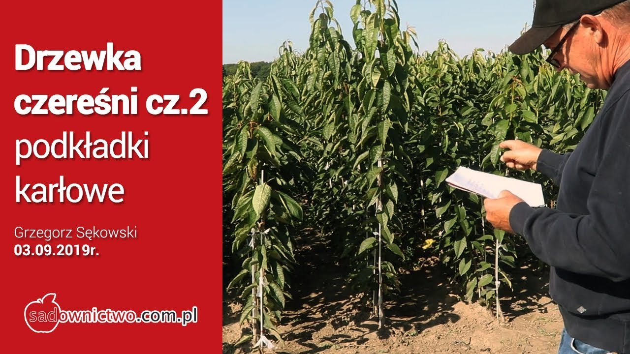 Drzewka czereśni / podkładki karłowe - VSL-2, Gisela5, Gisela6 / szkółka Grzegorz Sękowski