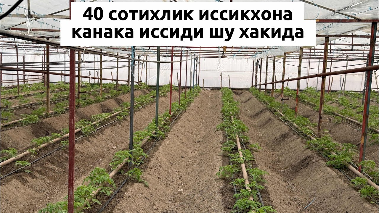 кател биз кутган натижани бермади 