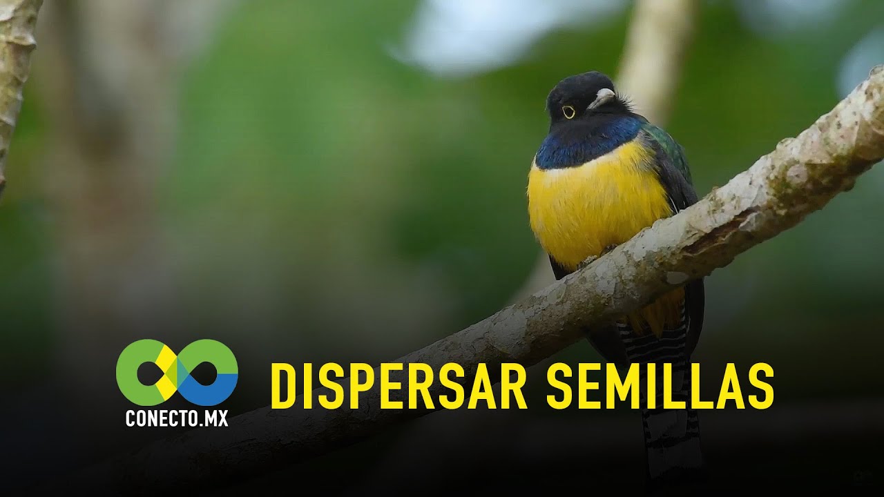 Dispersar semillas.