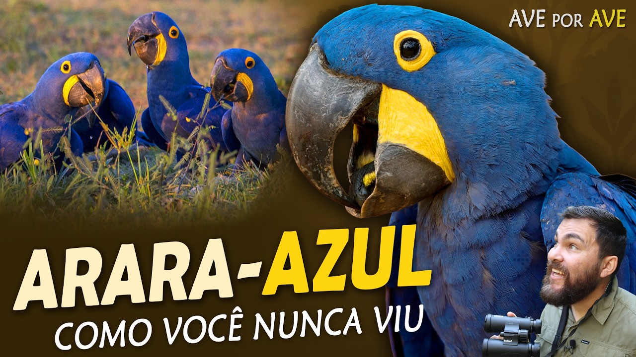 ARARA-AZUL, A GIGANTE AZUL DO PANTANAL | Ave por Ave