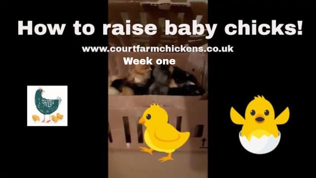 How to raise chicks under a heat lamp - Week one