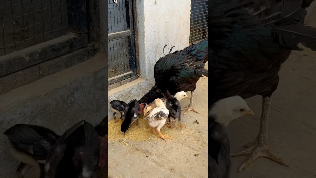 Aseel Chicks with Mother 🐥❤️ #shorts #aseel #chicks #aseelmurga #petsvlog #petlover #chicks