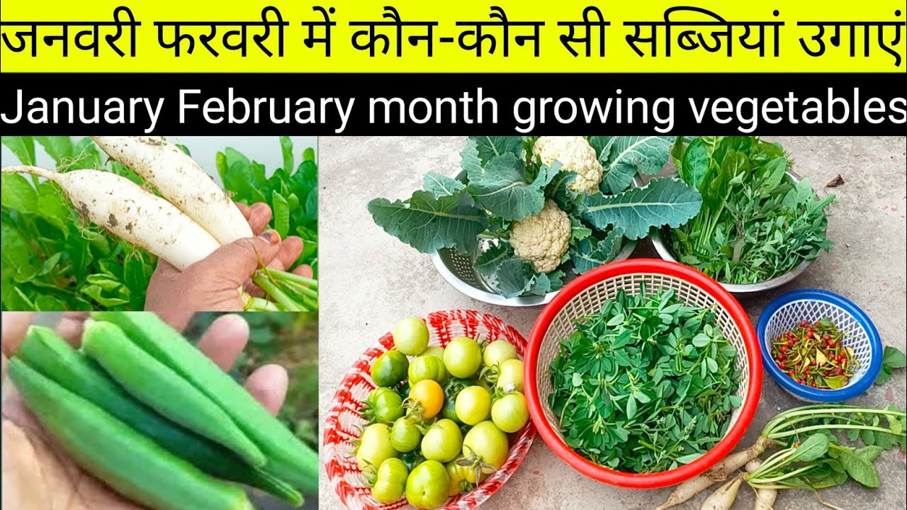जनवरी-फरवरी में कौन-कौन सी सब्जियां उगाएं/January February month growing vegetables at home in Hindi