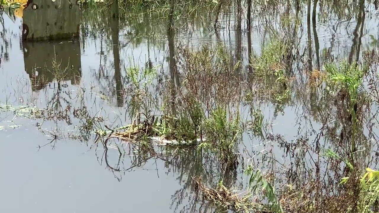Cascadoo / Armored Catfish / Hoplosternum Littorale nest amongst the lagoon