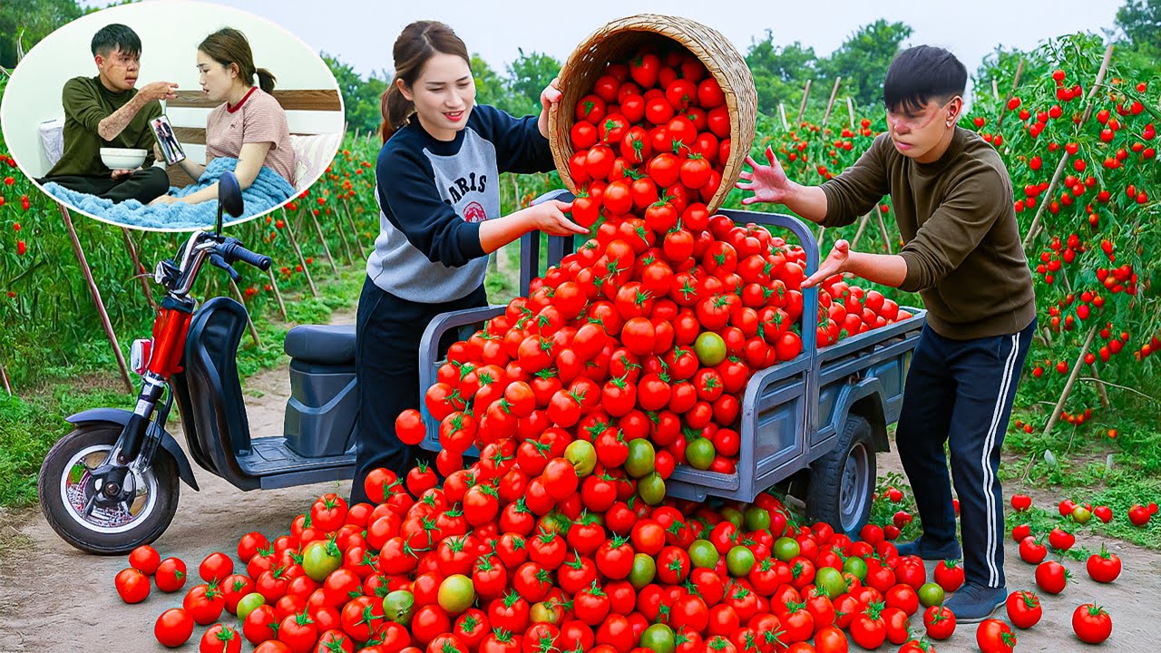 Harvesting Tomatoes in the Rain to Sell, Hoa Got Seriously Ill | What Did Thai Do to Take Care Hoa?