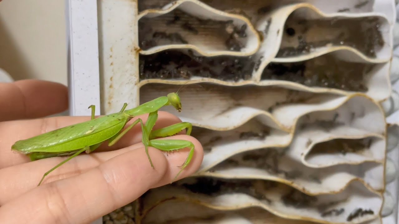 寄生されたカマキリをアリの巣に投入